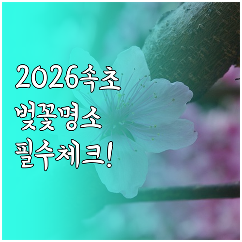 속초 벚꽃 여행 2026년 예상 날짜..