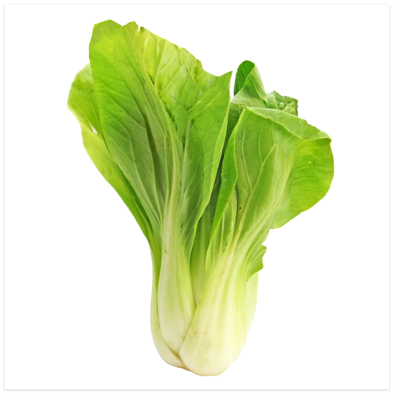 김장철 배추에 까만 검정점 먹어도 되는걸까?