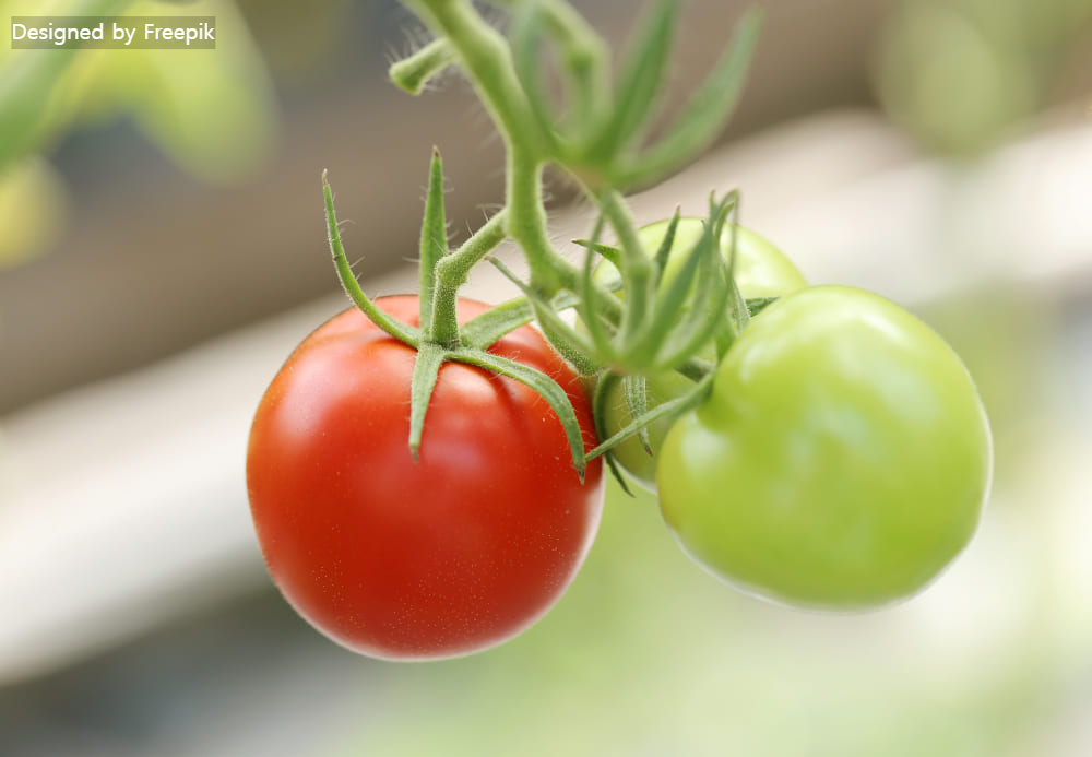 방울토마토 키우기