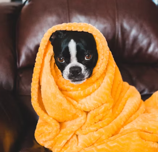 대상포진 초기증상 원인 예방 관리법