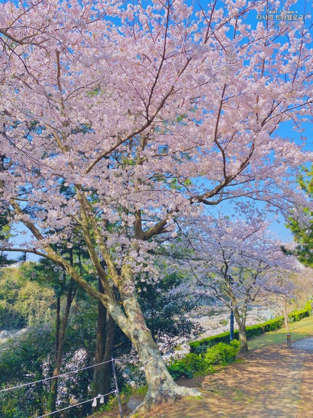 2023년 전국 벚꽃 축제 일정