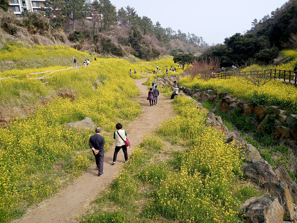 올레8코스 엉덩물계곡 유채꽃
