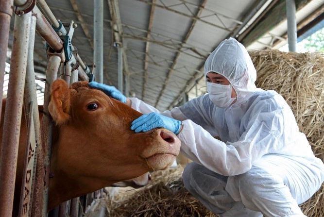 구제역 관련주 5개 종목 추천 및 4년 4개월만 구제역 발생 소식