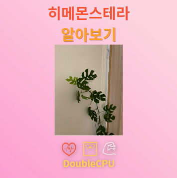 히메몬스테라 꽃말 및 탐구