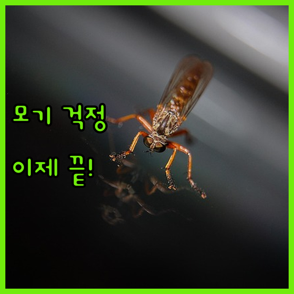 제주도 여행, 모기 걱정 끝! 천연 ..