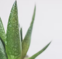 역류성식도염에 좋은 음식 영양제 식단