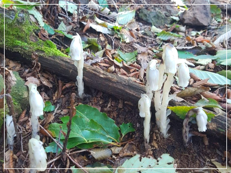 수정난풀 수정초 꽃말 보호종 기생식물
