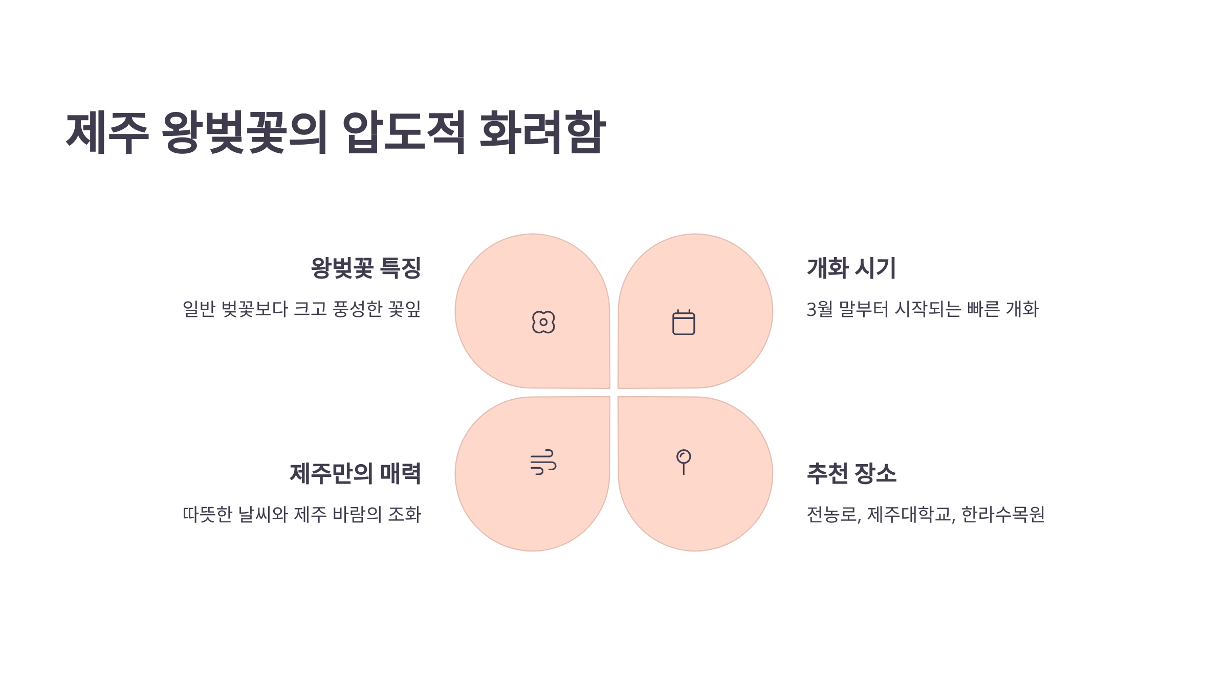 제주 왕벚꽃의 압도적 화려함