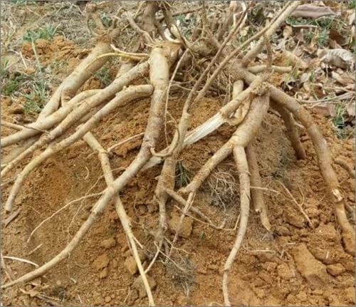 혈관-및-당뇨-예방