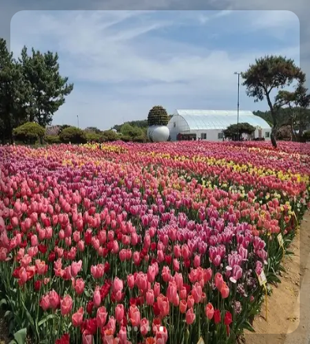 태안 튤립축제_1