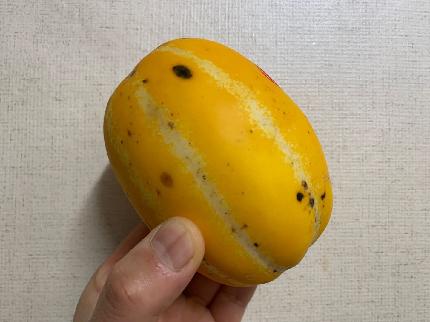 참외는 곰팡이균또는 세균성 병해에 감염되는 검은색 반점이 생긴다.