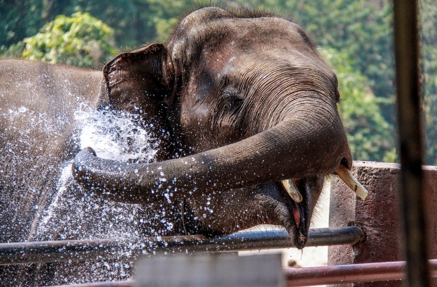 치앙마이 여행 관련 사진.