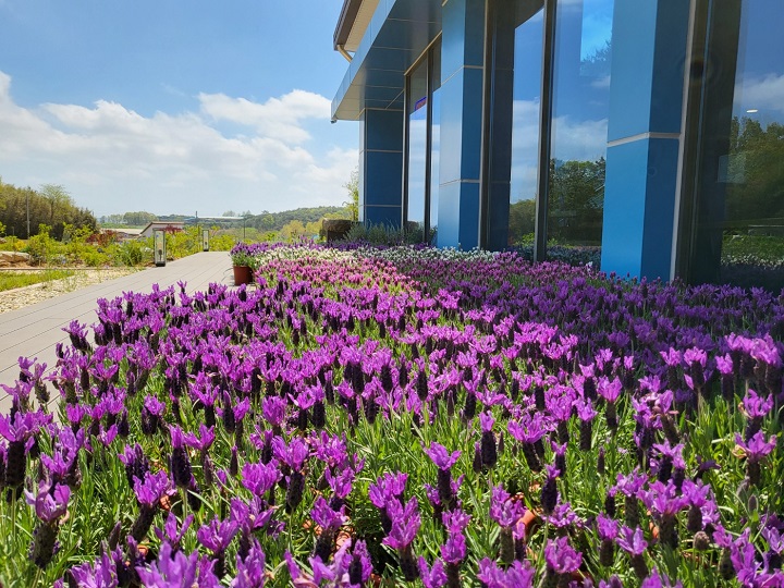 고창 라벤더 축제