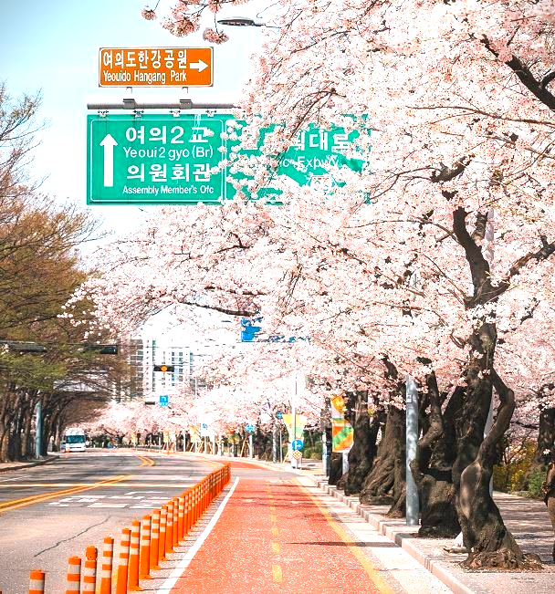 2025년 벚꽃 개화 및 만개 시기 + 지역별 추천 명소