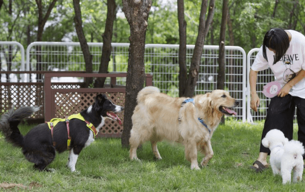 마포구 반려동물 캠핑장