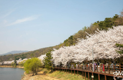 광교 저수지 벚꽃길