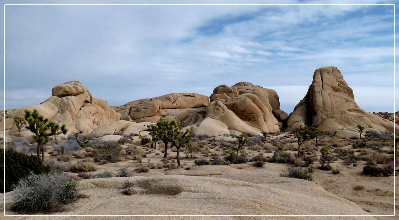 조슈아 트리 국립공원