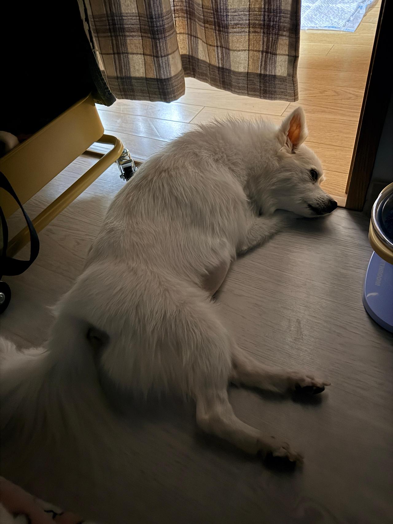 아픈 강아지