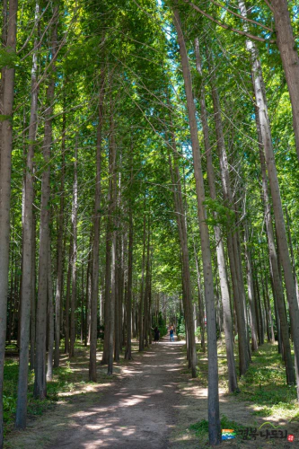 벌영리-메타세콰이어-길(출처-경북관광블로그)