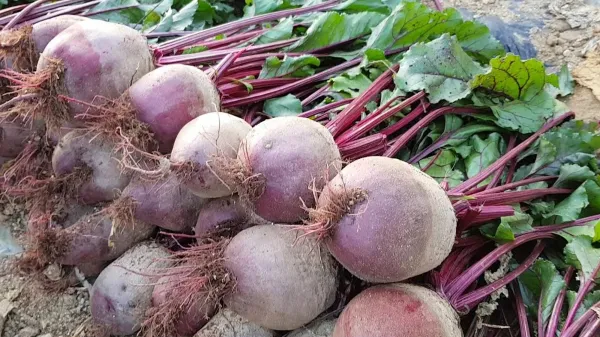 비트 재배 씨앗 불리기 발아 촉진 솎아 내기_2