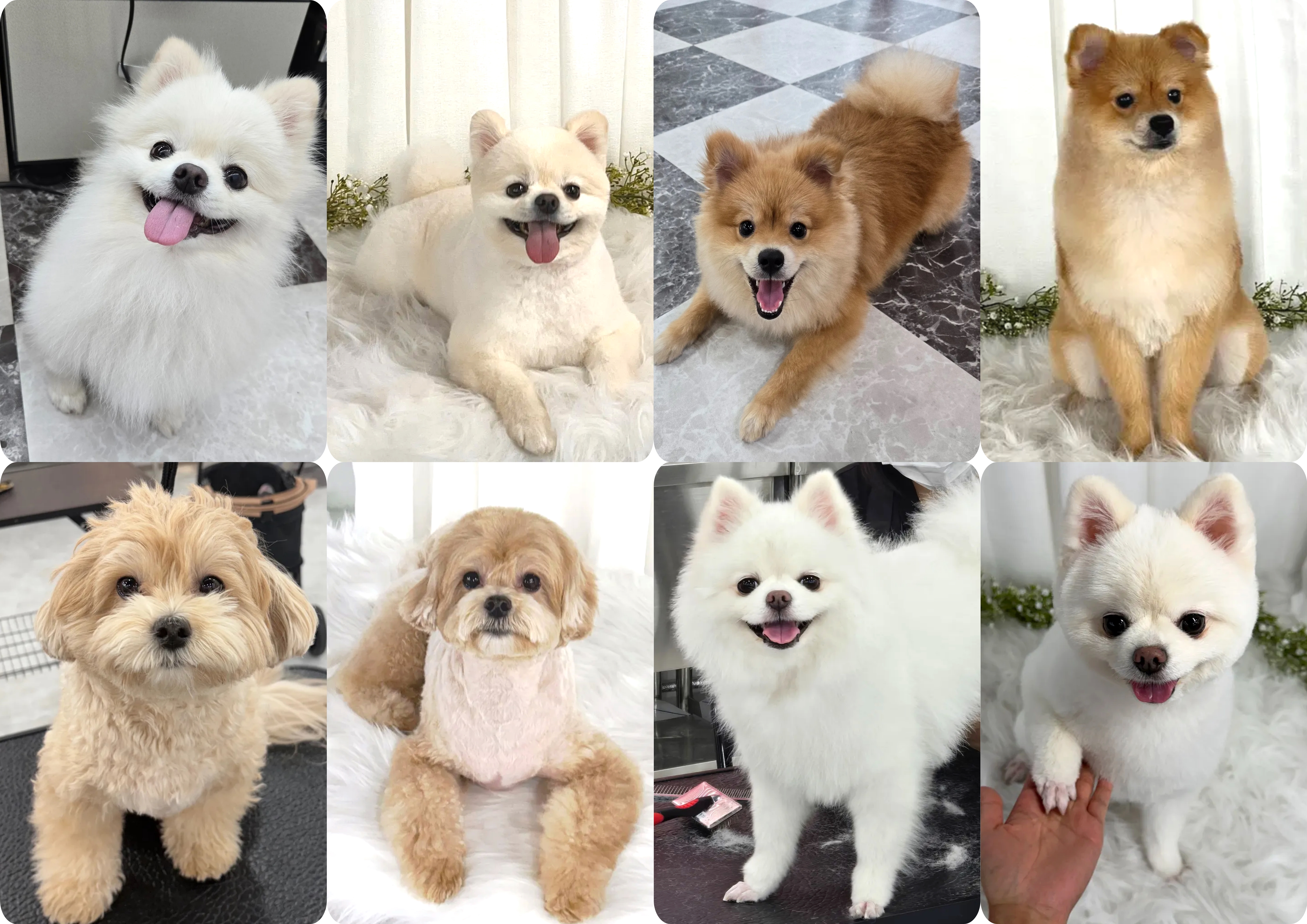 물금애견미용학원