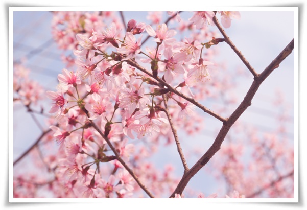 "살구꽃과 살구" 수줍은 듯 피어나는 봄 날의 은밀한 분홍빛 속삭임!