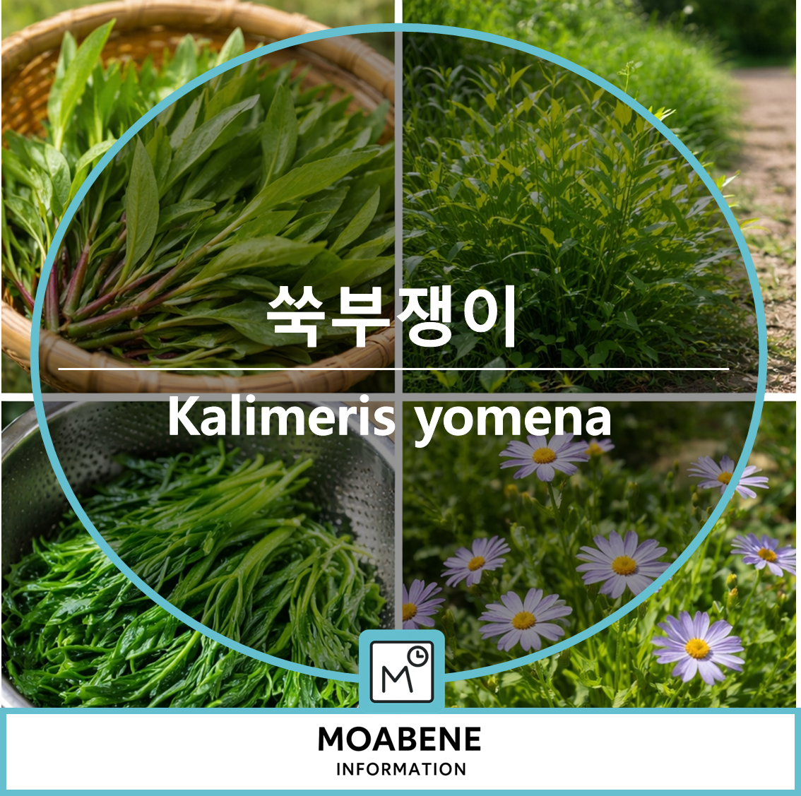 쑥부쟁이(Kalimeris yomena) 제대로 알고 맛있게 즐기는 법