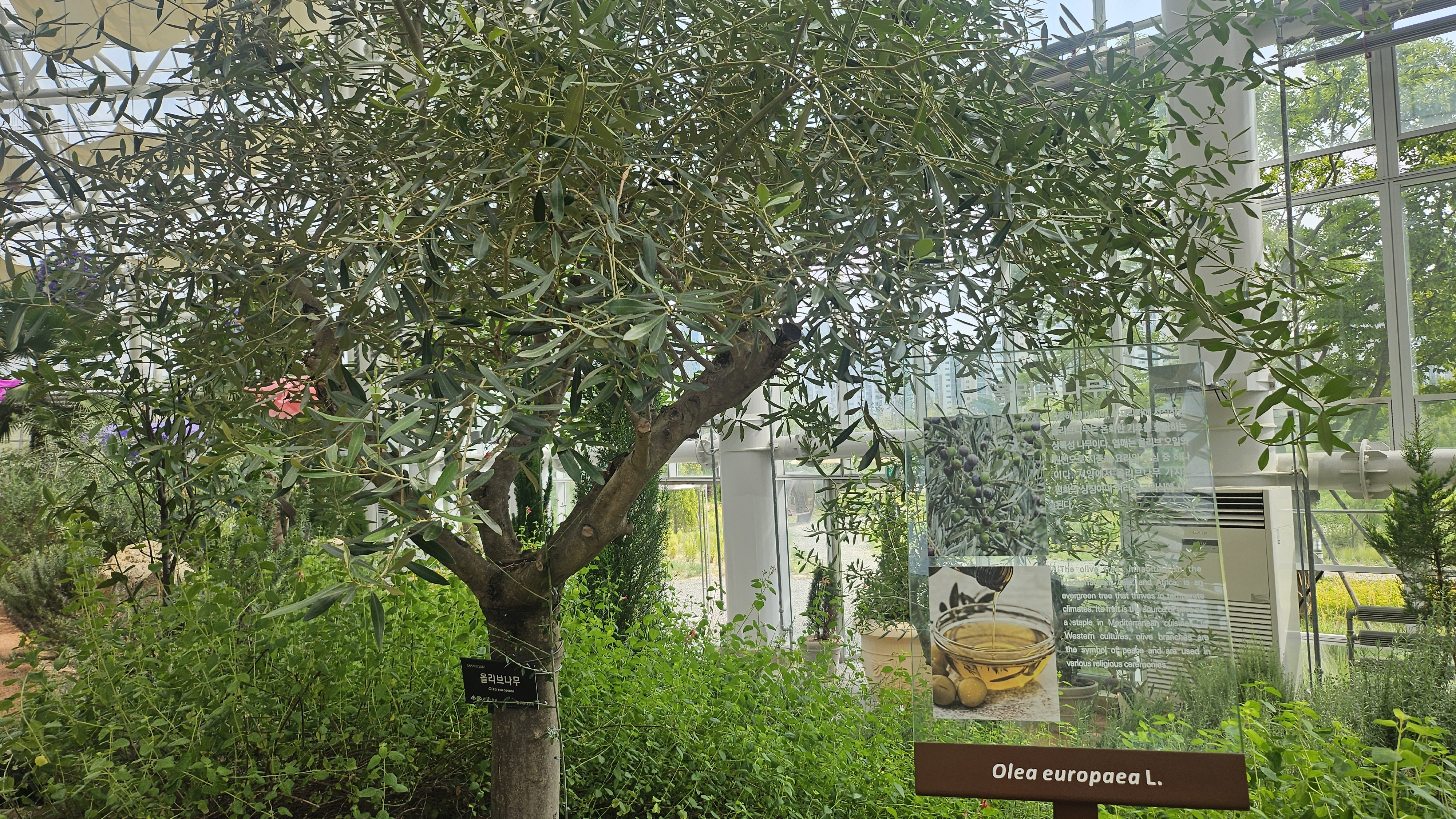 올리브나무