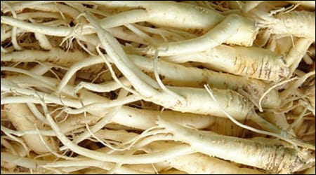 손질된 통도라지 생물