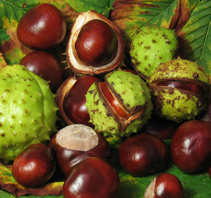 공원 마로니에 열매 독성, 먹는법 알려드린다는 거 믿지 마세요