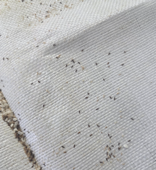 제거된 쌀바구미