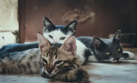 고양이 꿈해몽