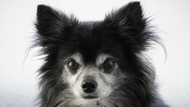 서울숲 재즈페스티벌 2025 펫존 예약방법