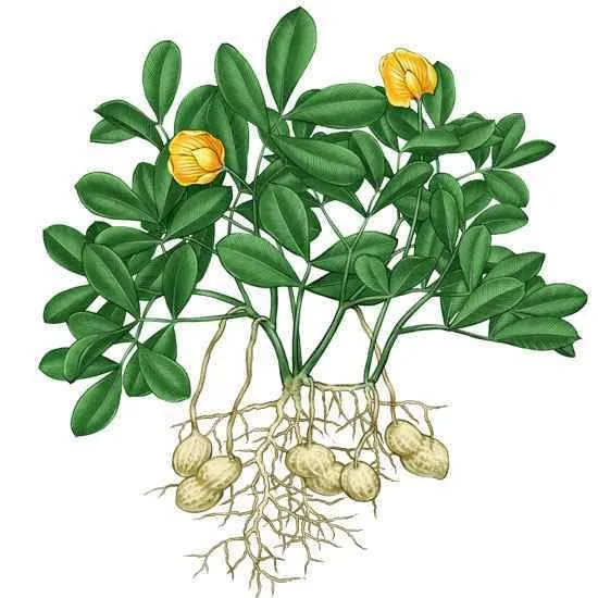 땅콩 심는 시기 재배 방법_1