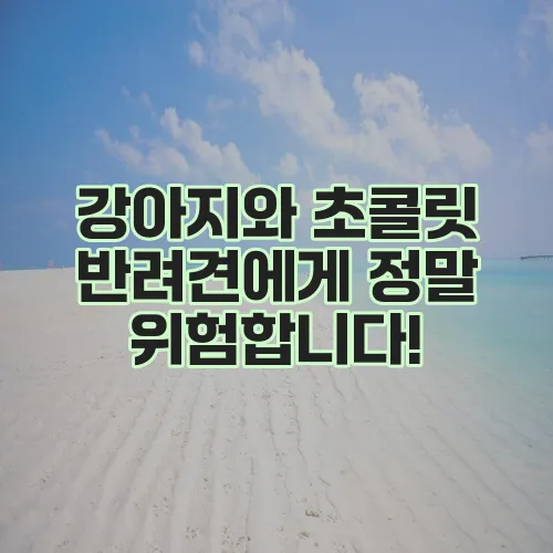 강아지와 초콜릿 반려견에게 정말 위험합니다!