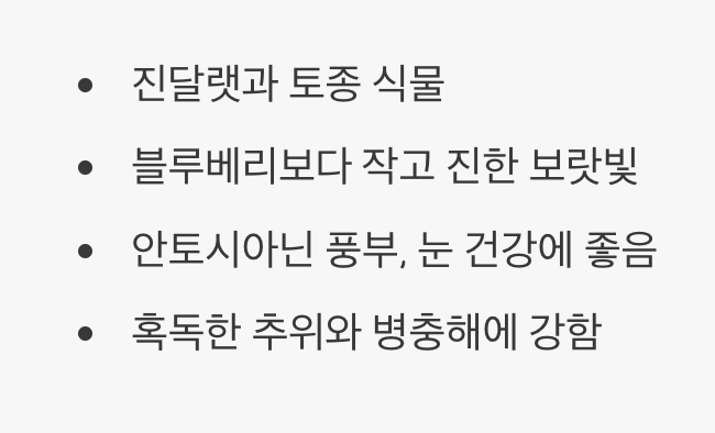 백두산의 보랏빛 보석&amp;#44; 들쭉나무