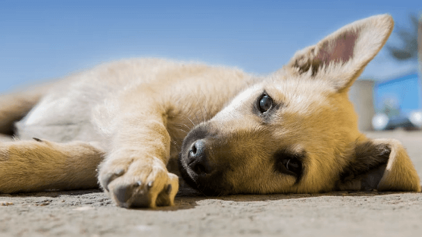 반려견 훈련사 성추행 혐의 피소