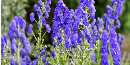 자연 속 숨겨진 위험 반드시 조심해야 할 맹독성 식물