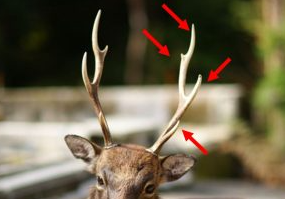 사슴의 뿔