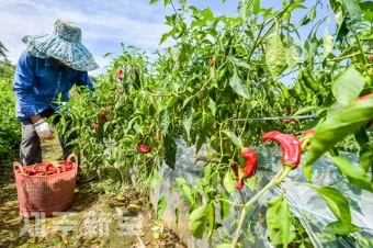 고추 수확시기, 기계, 방법, 고추 말리는 방법, 온도, 집에서 고추 말리기_34