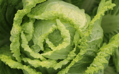 가을에 심는 작물