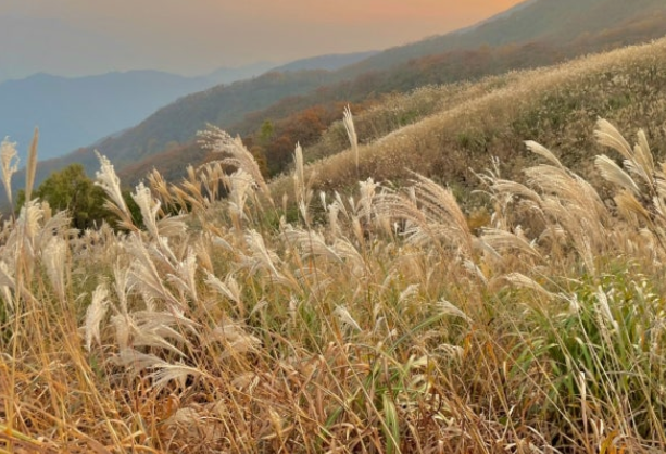 2025 장안산 단풍 시기&amp;등산코스 안내｜전북 장수 단풍 명소 Best