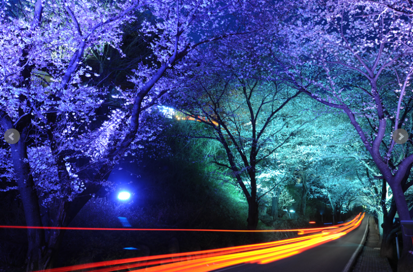 하동 쌍계사 벚꽃 축제