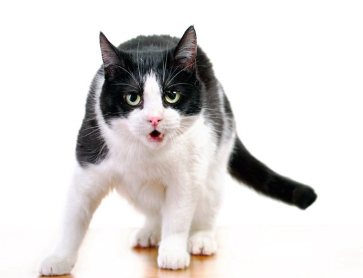 이쪽을 향해 호소하는 흑백의 고양이.