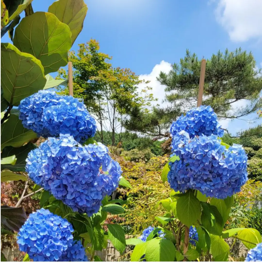 파란-여름-수국-초록-식물-사이에-맑은-하늘