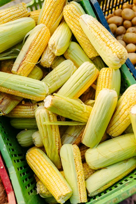 옥수수-효능-부작용-하루-섭취량-관련-사진