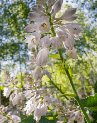 가을천 단풍여행 화담숲 화담채 모노레일 입장권 예약 방법 안내
