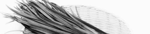 부추 심는시기: 영양가, 독특한 향