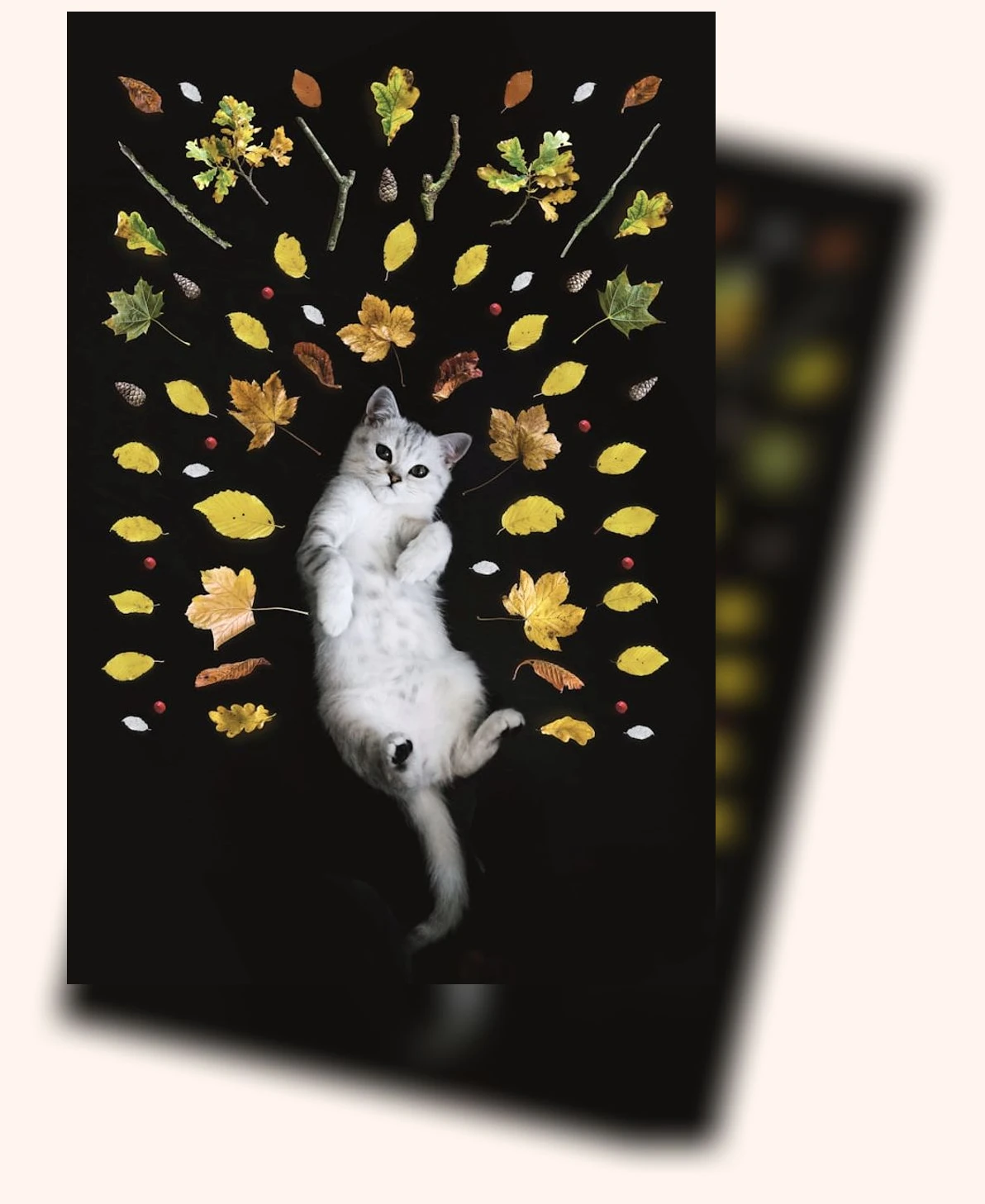 고양이 사회화_2_subsection