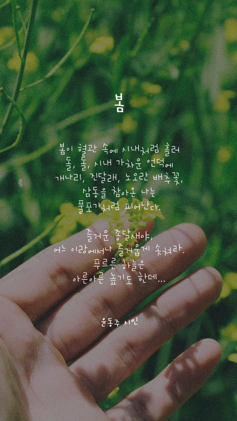 봄 시 모음 이해인 나태주 명시 모음_5